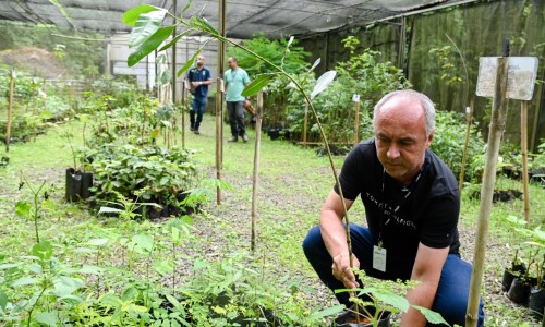 Horto Municipal de Barra Mansa já doou mais de 10 mil mudas de árvores nativas em 2025